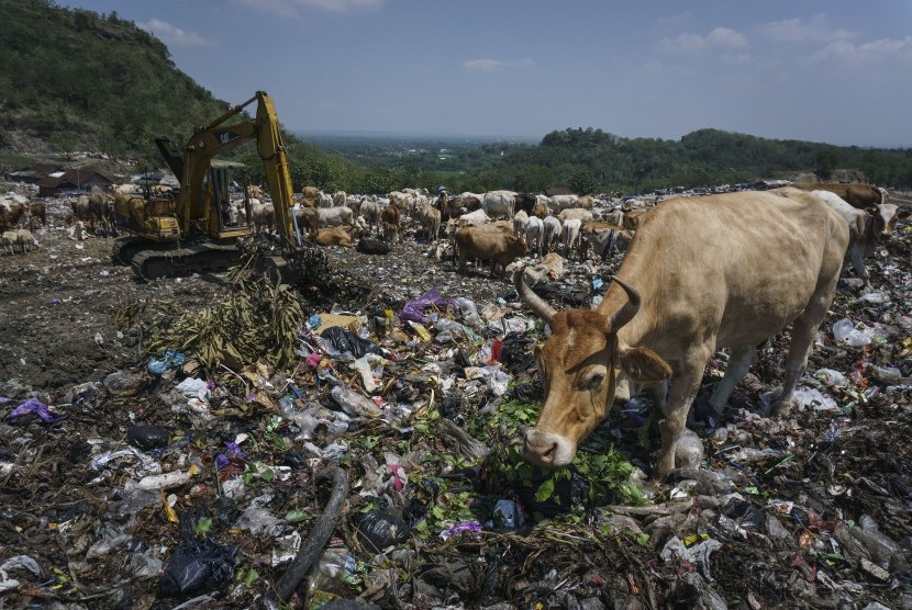 Sejumlah sapi digembalakan di Tempat Pembuangan Akhir (TPA) Piyungan, Bantul, DI Yogyakarta.
