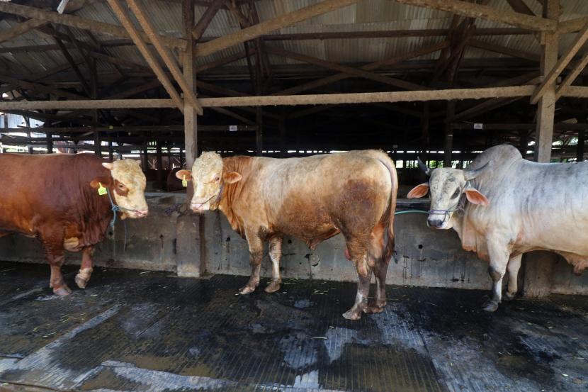 Sejumlah sapi kondisi sehat siap jual di tempat penggemukan sapi di Desa Babatan, Nganjuk, Jawa Timur, Senin (20/6/2022). Menjelang Idul Adha pemerintah daerah setempat melarang penjualan hewan kurban di pinggir jalan guna menanggulangi penyebaran penyakit mulut dan kuku (PMK). Gubernur Khofifah mengatakan ketersediaan hewan kurban di Jawa Timur aman.