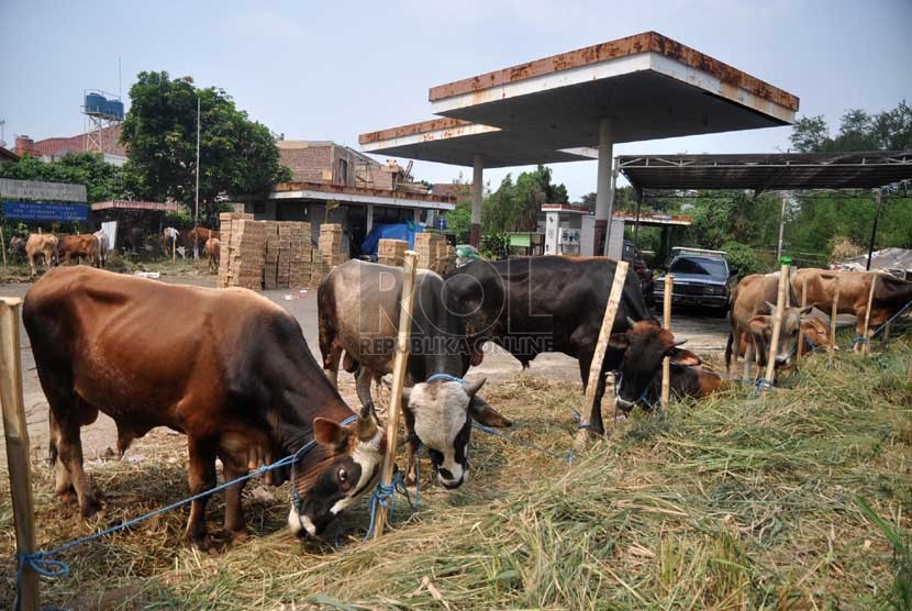  Sejumlah sapi kurban dijajakan di sebuah SPBU di kawasan Lebak Bulus, Jakarta Selatan, Kamis (3/10). (Republika/Rakhmawaty la'lang)