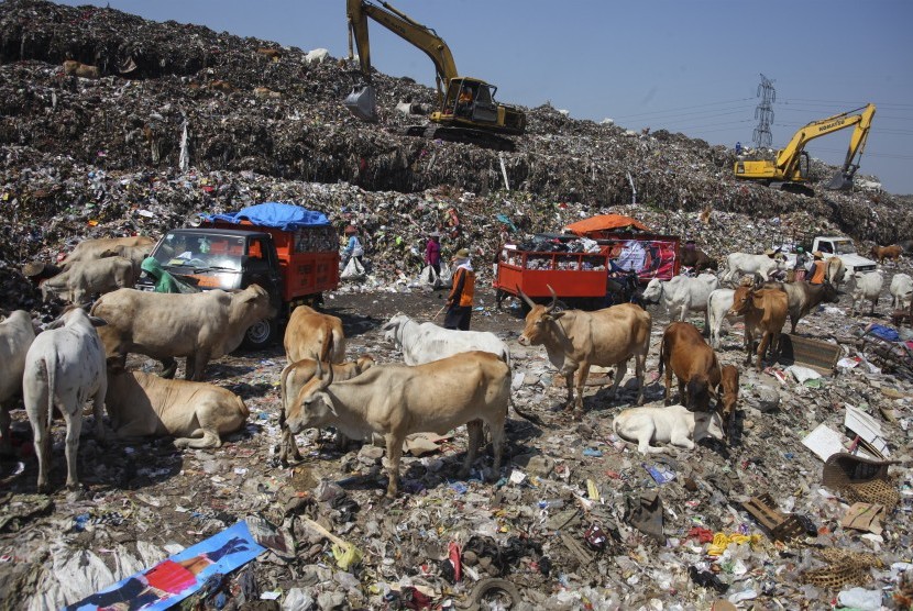Sejumlah sapi memakan sampah di Tempat Pembuangan Akhir (TPA) Putri Cempo, Solo, Jawa Tengah, Rabu (25/7).
