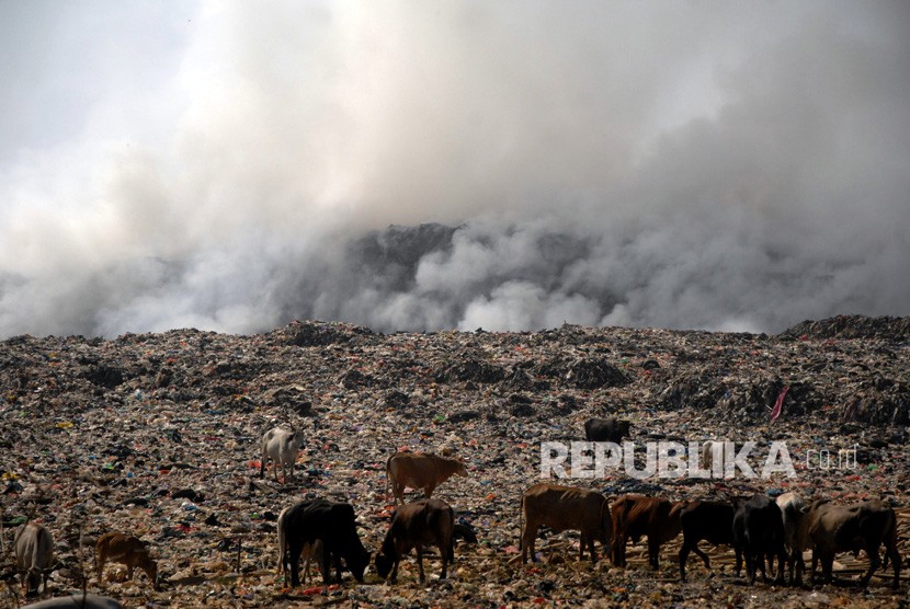 Sejumlah sapi mencari makan di sekitar lokasi kebakaran Tempat Pembuangan Akhir (TPA) Antang Makassar, Sulawesi Selatan, Senin (16/9/2019).