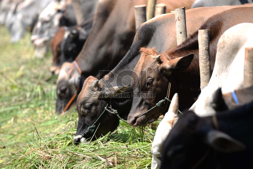 Sejumlah sapi qurban berbagai tipe ditawarkan ke pembeli di salah satu penjual hewan qurban, Berlan, Matraman, Jakarta, Ahad (6/9).  (Republika/Wihdan)