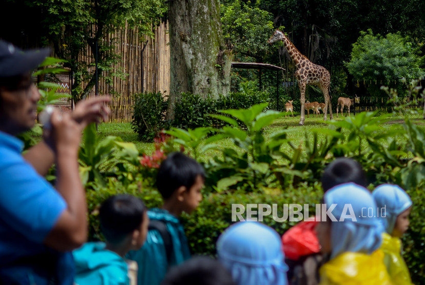 Kebun binatang Bandung (ILustrasi). Kebun Binatang Bandung akan ditutup 29 Mei 2020.