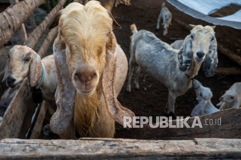 Sejumlah ternak kambing berada di dalam kandang.