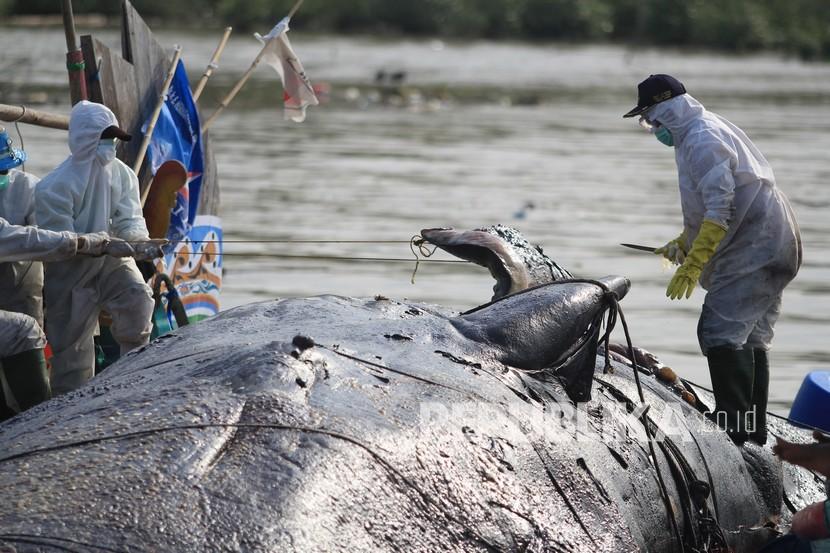 Sejumlah tim gabungan memeriksa bangkai ikan paus yang terdampar di pantai Bungko, Kapetakan, Kabupaten Cirebon, Jawa Barat, Selasa (13/4/2021). 