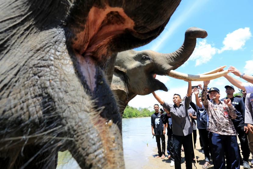 Sejumlah warga berada di dekat gajah Sumatra (Elephas maximus sumatranus) jinak saat peringatan Hari Gajah Sedunia di Conservation Respon Unit (CRU) Sampoiniet, Aceh Jaya, Aceh, Kamis (11/8/2022). Peringatan Hari Gajah Sedunia yang diselenggarakan BKSDA Aceh bersama Forum Konservasi Gajah Indonesia dan pemerintah setempat bertujuan untuk meningkatkan kesadaran masyarakat dalam hidup berdampingan dengan satwa liar terutama dengan gajah agar bisa terlaksananya konservasi gajah berbasis masyarakat. 