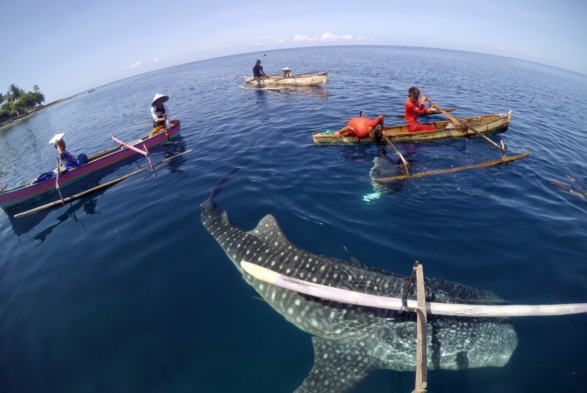 Sejumlah warga bermain bersama Hiu Paus (Shark Whale) di Desa Botu Barani, Kabupaten Bone Bolango, Gorontalo, Rabu (6/4). 