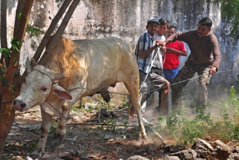 Sejumlah warga berusaha memasang tali pada sapi yang lepas di pekarangan Lapas Klaten, Jawa Tengah, Kamis (24/9).