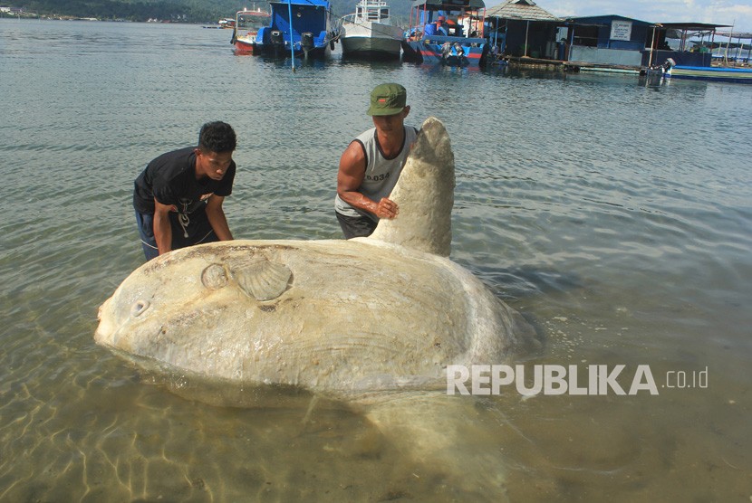 [ilustrasi] Sejumlah warga berusaha mengangkat seekor ikan Mola-mola yang terdampar di pesisir pantai Desa Poka, Kecamatan Teluk Ambon, Kota Ambon, Maluku.