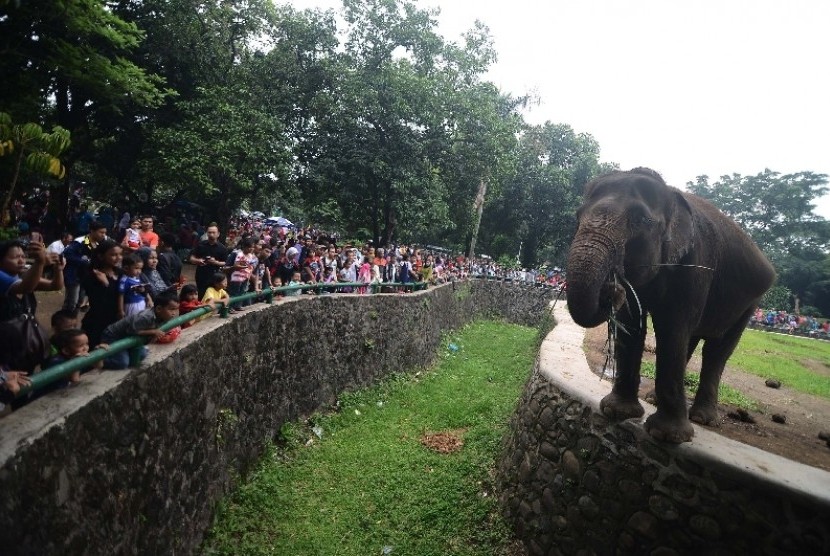 Sejumlah warga melihat-lihat Gajah Sumatera di Taman Marga Satwa Ragunan, Jakarta Selatan, Kamis (25/12). Taman Margasatwa ragunan tampaknya masih jadi tempat favorit bagi warga untuk berlibur. Hingga sore ini, tercatat 18.492 warga memadati Taman Margasat