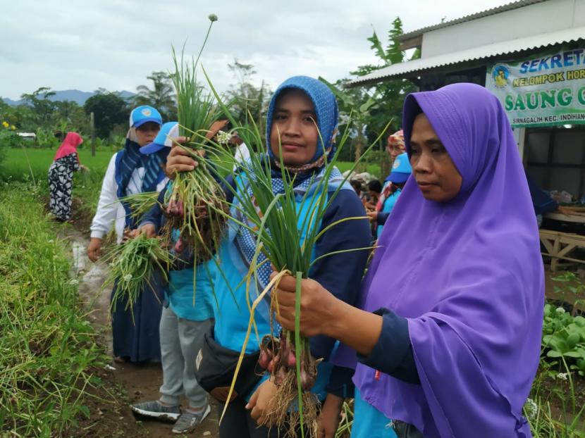 Sejumlah warga memanen bawang merah di lahan milik Kelompok Hortikultura Saung Galih, di Kelurahan Sirnagalih, Kecamatan Indihiang, Kota Tasikmalaya, Kamis (5/3).