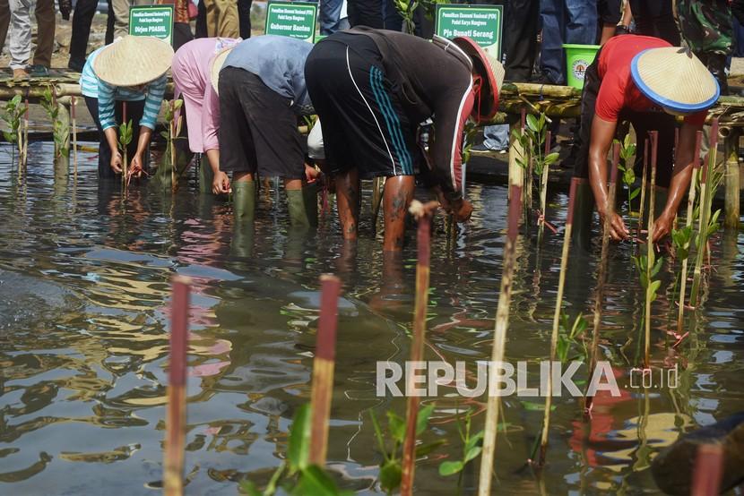 Sejumlah warga menanam benih pohon mangrove (ilustrasi)