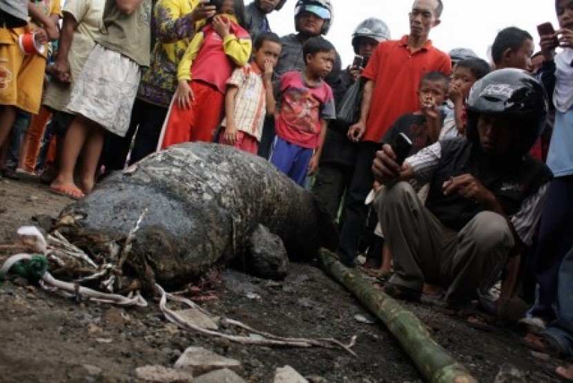 Sejumlah warga mengerumuni ikan berukuran raksasa yang baru ditangkap dari aliran Sungai Cimanuk, Kampung Copong, Kecamatan Garut Kota, Kabupaten Garut, Jawa Barat, Rabu (6/2).