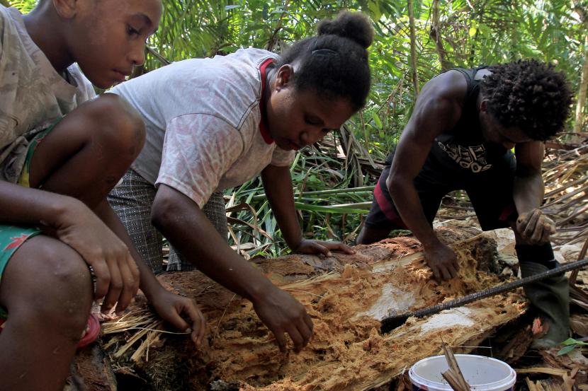 Sejumlah warga mengumpulkan ulat-ulat sagu dari batang sagu tua dalam Festival Ulat Sagu di Kampung Yoboi, Distrik Sentani, Kabupaten Jayapura, Papua, Rabu (26/10/2022). 