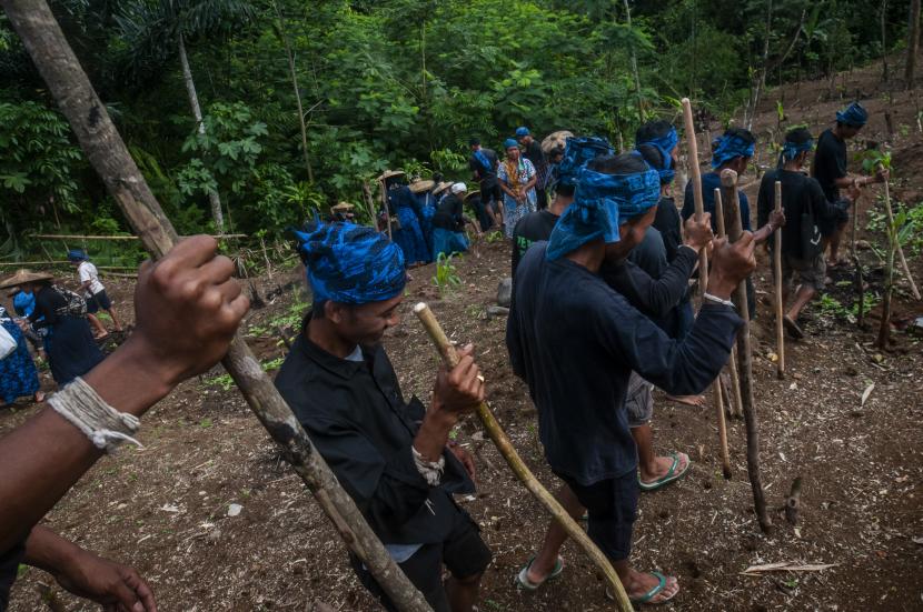Sejumlah warga Suku Badui mengikuti kegiatan tradisi ngaseuk di Ciboleger, Lebak, Banten, Sabtu (15/10/2022). (Ilustrasi)