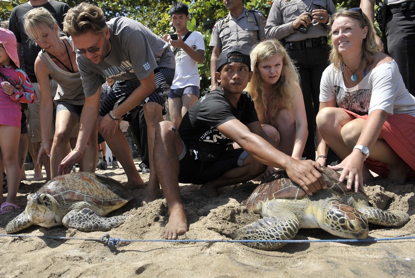 Sejumlah wisatawan meletakkan penyu hijau (Chelonia Mydas) di pinggir pantai saat pelepasan kembali binatang langka itu di Pantai Kuta, Bali, Rabu (13/8).     (Antara/Nyoman Budhiana)