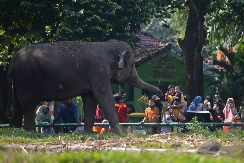Sejumlah wisatawan menyaksikan Gajah sumatra (Elephas maximus sumatranus) di Taman Margasatwa Ragunan, Jakarta, Jumat (14/5).
