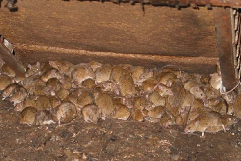 Sekawanan tikus