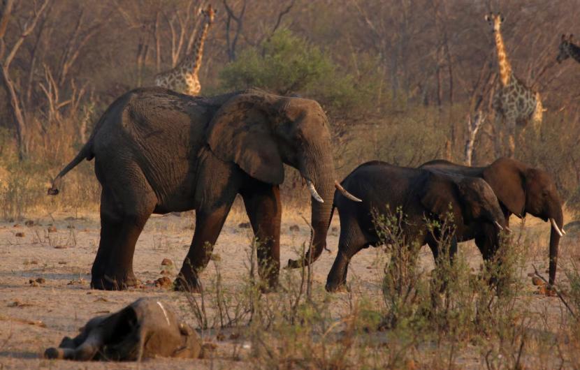 Sekelompok gajah berada di Hwang Nasional Park, Zimbabwe.