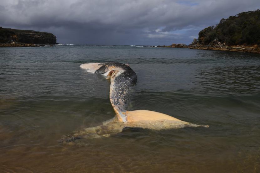 Sekitar 380 paus pilot bersirip panjang ditemukan terdampar di pantai barat Tasmania, Australia.
