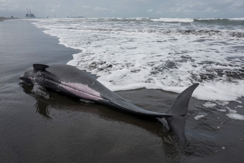 Seekor Lumba-lumba Mati Terdampar di Pantai Tapanuli Selatan (ilustrasi).