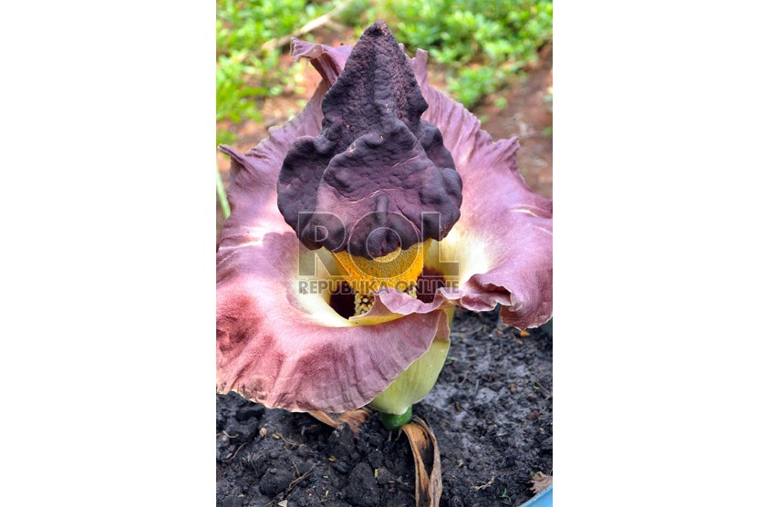   Sekuntum bunga bangkai (Amorphophallus Titanium Becc) tumbuh dihalaman warga Cipinang Muara, Jatinegara, Jakarta Timur, Rabu (10/10).   (Rakhmawaty La'lang)