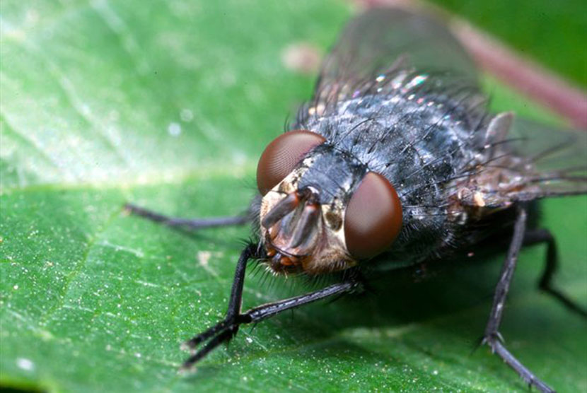 Selain memiliki 4 dorongan yang sama dengan manusia, lalat terbukti memiliki rasa takut.