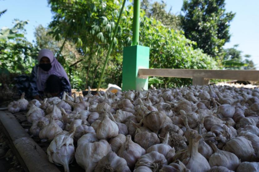 Selepas sukses melakukan dua kali ekspor bawang putih ke Taiwan, kali ini Kabupaten Batang melakukan panen bawang putih tepatnya di Desa Pranten, Kecamatan Bawang dengan produktivitas yang cukup mencengangkan, 17 ton per hektare.