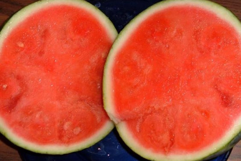 semangka 