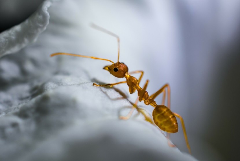 Semut merupakan makhluk kecil dengan segudang hikmah.  Semut