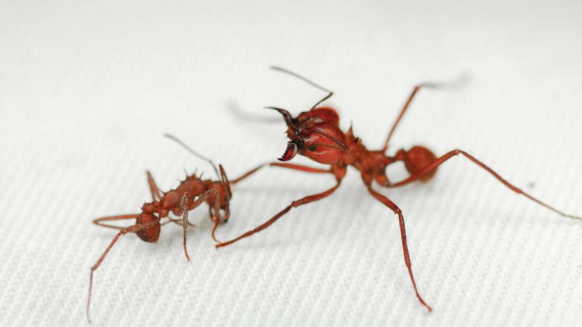 Banyak Semut di Rumah, Adakah Hubungannya dengan Rasa Iri? | Republika Online