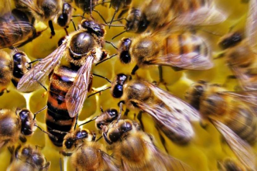 Sengatan lebah (ilustrasi).
