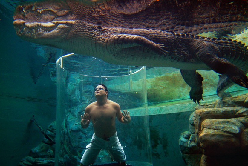 Sensasi berenang bersama buaya di Crocosaurus Cove Cage of Death. 