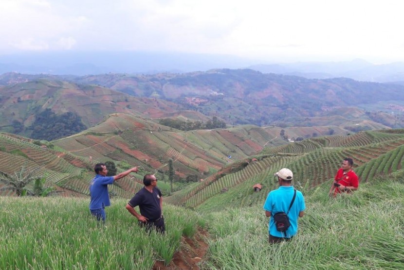 Sentra bawang merah di Lembah Panyaweuyan, Kabupaten Majalengka, Jawa Barat