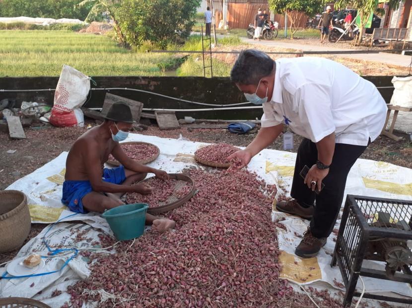 Harga bawang merah tingkat petani di Solok naik jadi Rp 50 ribu per kilogram. Ilustrasi.