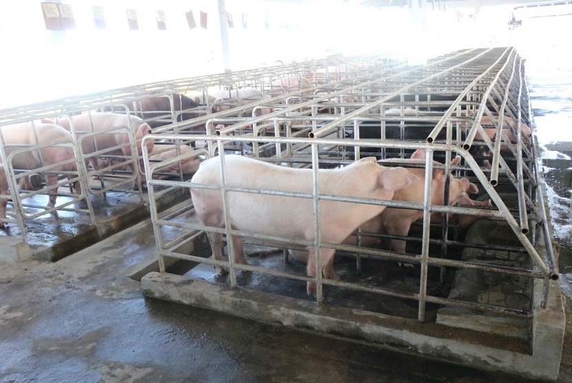 Sentra peternakan babi. Simgapura siap membuka keran impor karkas babi dari Pulau Bulan, Indonesia.