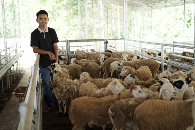 Sentra Ternak Dompet Dhuafa Lampung memiliki kapasitas sebanyak 1.000 ekor kambing.
