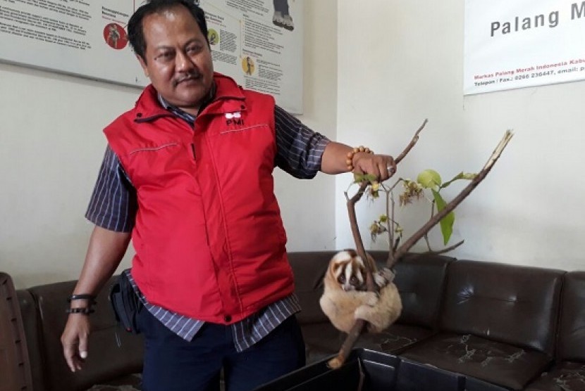 Seoran petugas PMI memperlihatkan hewan kukang jawa yang dtemukan warga di kawasan permujkiman Jumat (20/19)