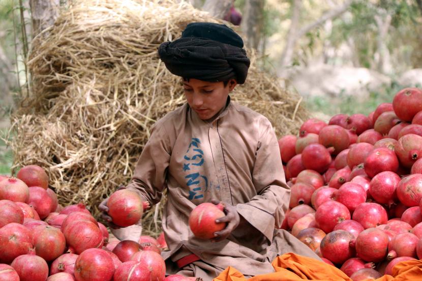 Buah pome atau delima hasil panen kebun Afghanistan. Menurut hasil studi, jus buah delima dapat membantu menurunkan kadar gula darah pada diabetesi dengan berat badan normal.