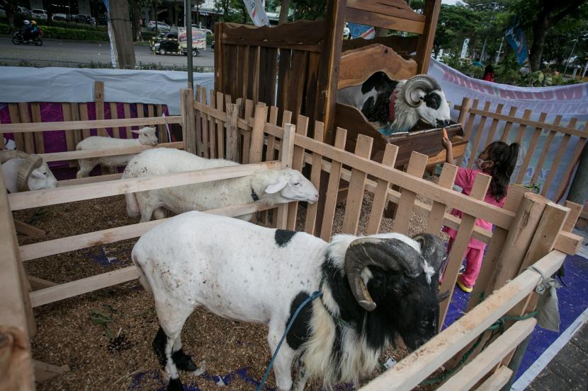 Kawasan ternak kambing perah jenis etawa yang berada di Desa Jambewangi, Kecamatan Sempu, itu dalam sepekan mampu menghasilkan 2.000 liter susu etawa.