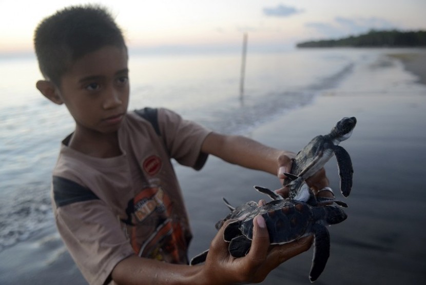 Seorang anak menunjukkan tukik siap dilepas di Kampung Penyu, Desa Tulang, Kepulauan Selayar, Sulawesi Selatan, Rabu (2/9).