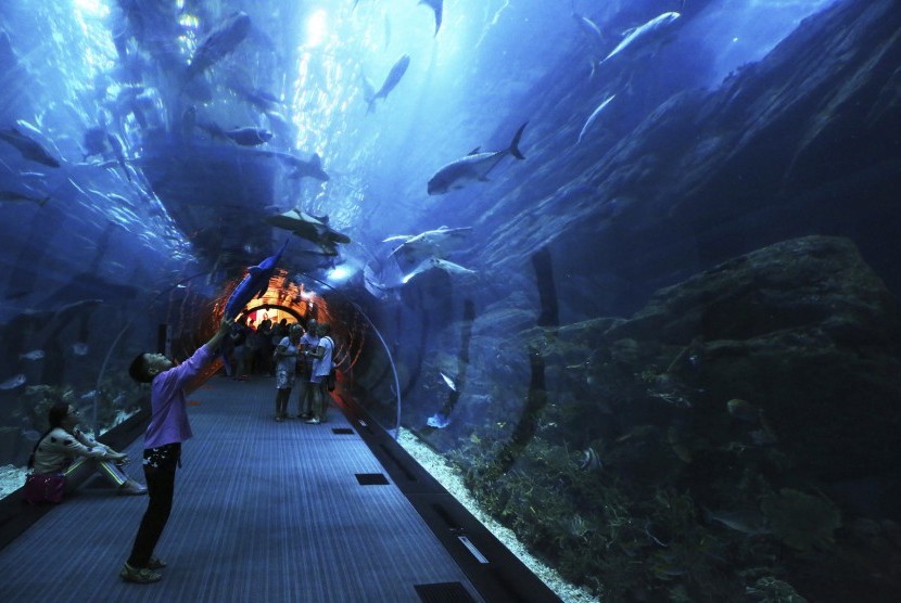 Seorang anak sedang melihat hewan laut di Dubai Aquarium di Dubai Mall, Dubai.