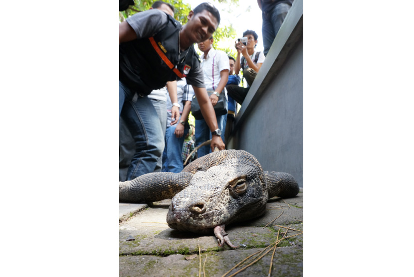  Seorang anggota Polrestabes Surabaya (kiri), mengevakuasi seekor Komodo yang ditemukan mati di salah satu kandang Komodo, di Kebun Binatang Surabaya (KBS), Sabtu (1/2) .   (Antara/Eric Ireng)