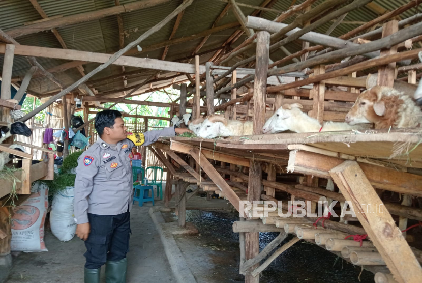 Seorang anggota Polsek Patrol jajaran Polres Indramayu, Briptu Heri Handika, memanfaatkan lahan pekarangan rumahnya untuk usaha peternakan domba. 