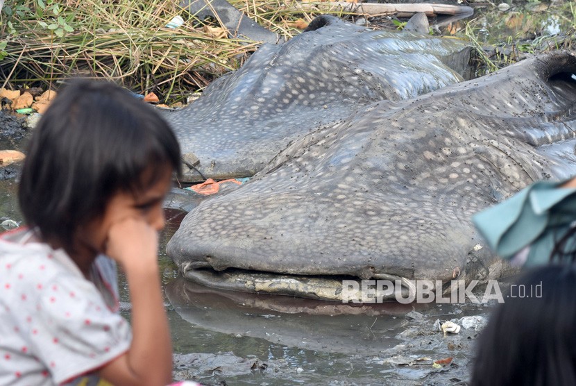 Seorang bocah berada di depan dari dua bangkai Hiu Tutul (Rhincodon typus) yang terdampar di Sukorejo, Gresik, Jawa Timur, Selasa (3/7). 