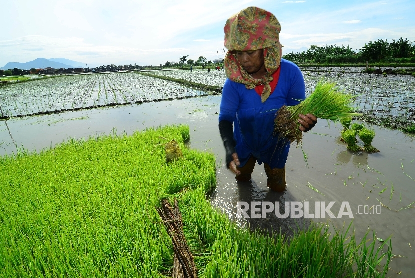 Seorang buruh petani tengah memanen benih padi disawahnya , Jalan Rancasagatan, Kecamatan Gedebage, Kota Bandung, Rabu (21/12)