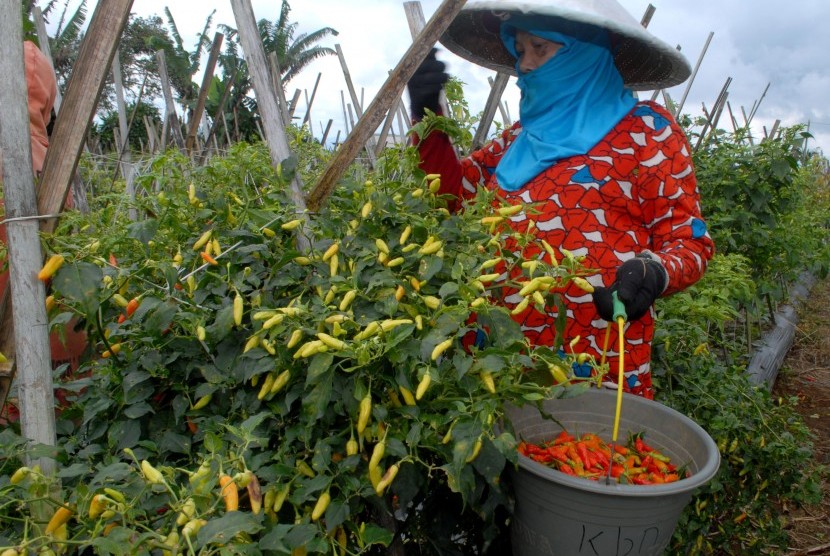 Seorang buruh tani memanen cabai rawit di lahan pertanian Desa Perbawati, Sukabumi, Jawa Barat, Rabu (7/12). Dalam sepekan ini, harga cabai rawit di tingkat petani mengalami kenaikan.