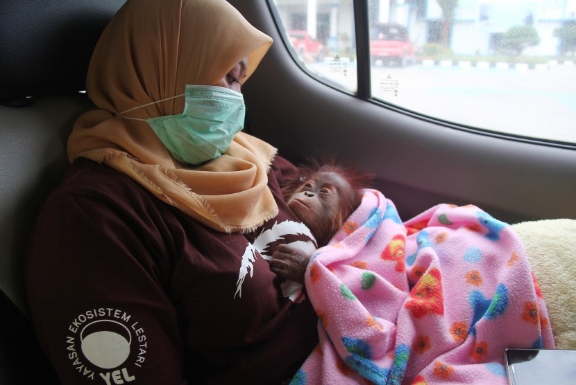 Seorang dokter hewan memangku bayi Orangutan (Pongo pygmaeus) di dalam mobil untuk dibawa ke Balai Besar Konservasi Sumbar Daya Alam (BBKSDA) Riau di kantor KPP Bea dan Cukai TMP B Dumai di Dumai, Riau, Rabu (26/6/2019). 