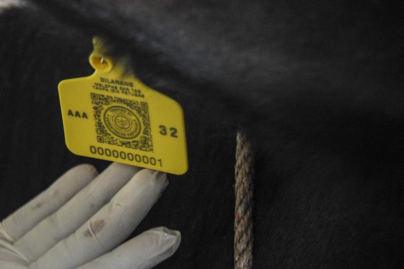Seorang dokter hewan menunjukkan tanda sapi yang telah mendapatkan vaksinasi penyakit mulut dan kuku (PMK). Provinsi Sumbar menerima sebanyak 4.200 dosis vaksin PMK.