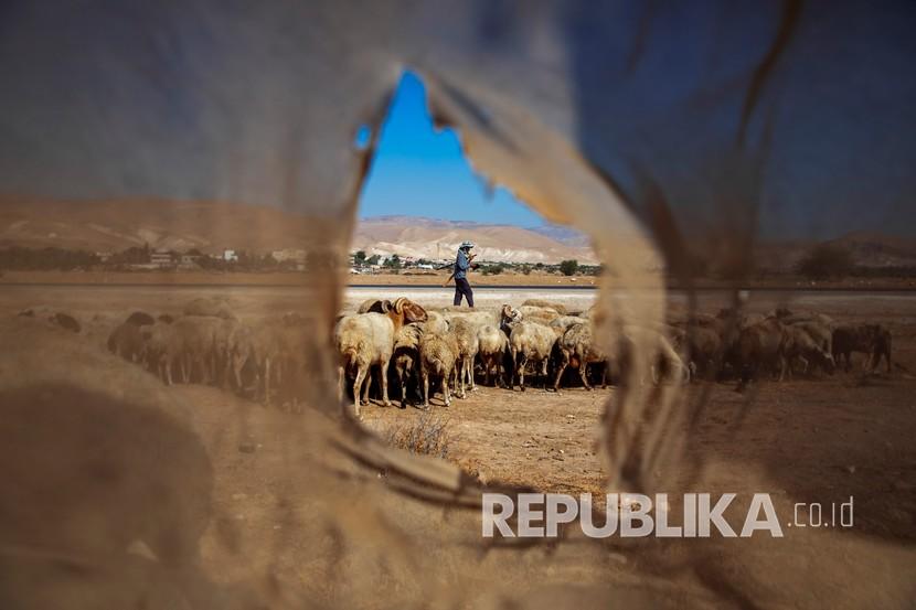  Seorang gembala Palestina menggembalakan kawanannya di sebelah desa Tepi Barat Al Fasayil, di Lembah Yordan. Militer Israel berencana menggelar latihan di Lembah Yordan. Ilustrasi. 